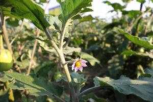 brinjal on tree in the farm for harvest photo