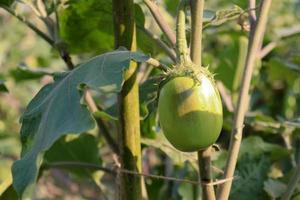 brinjal on tree in the farm for harvest photo