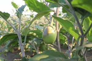 brinjal on tree in the farm for harvest photo