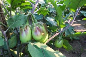 brinjal on tree in the farm for harvest photo