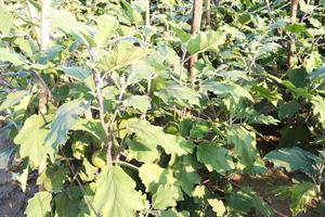 brinjal on tree in the farm for harvest photo