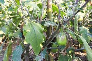 brinjal on tree in the farm for harvest photo