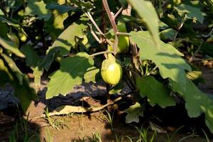 brinjal on tree in the farm for harvest photo