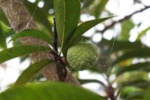 sugar apple on tree in firm photo