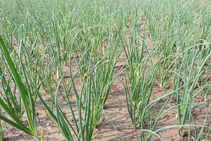 green colored onion farm on field photo