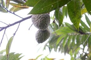 sugar apple on tree in firm photo