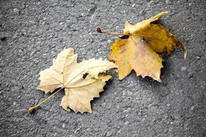 Dry yellow autumn leaf on an asphalt road surface. photo