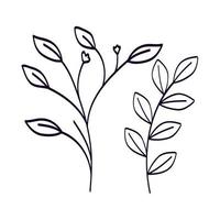 branches with leafs natural line style vector