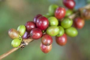 granos de café maduración en árbol foto