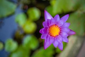 Close-up of beautiful colorful lotus flowers blooming in pots photo
