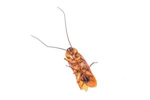 Dead cockroach  isolated photo