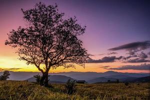 silueta árbol solitario. foto