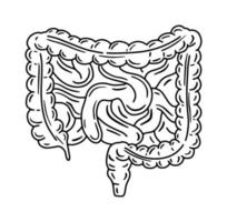intestino, intestino delgado y colon grueso vector ilustración anatómica en estilo de dibujo doodle. sistema digestivo y órganos internos del ser humano