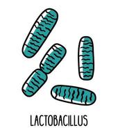 Lactobacillus, an anaerobic bacterium in the human intestinal microflora, vector illustration. Microbiota of the digestive tract.