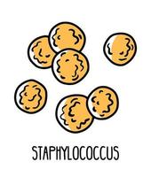 Staphylococcus bad gram-positive bacillales bacteria in the human intestinal microflora, vector illustration. Microbiota of the digestive tract.