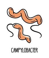 Campylobacter gram-negative curved bacteria in the human intestinal microflora, vector illustration. Microbiota of the digestive tract.