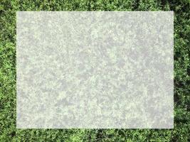 Top view with small green leaves, natural background for text input. photo