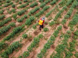 los agricultores rocían plaguicidas tóxicos o plaguicidas en parcelas agrícolas. tema de agricultura industrial de control de malezas. fotografías aéreas de drones foto