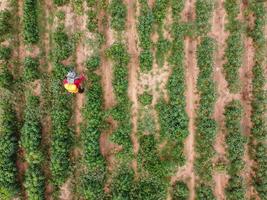 los agricultores rocían plaguicidas tóxicos o plaguicidas en parcelas agrícolas. tema de agricultura industrial de control de malezas. fotografías aéreas de drones foto