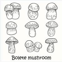 doodle freehand sketch drawing of bolete mushroom collection. vector