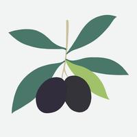 doodle freehand sketch drawing of olive fruit. vector