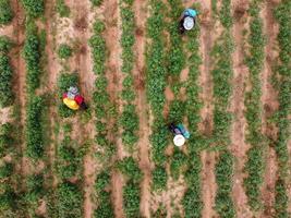 Farmers spray toxic pesticides or pesticides on agricultural plots. Weed control Industrial agriculture theme. Aerial photographs of drones photo