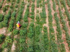 Farmers spray toxic pesticides or pesticides on agricultural plots. Weed control Industrial agriculture theme. Aerial photographs of drones photo