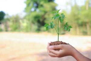 Concept of business growth, tree growth in nature. photo