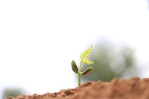 Concept of business growth, tree growth in nature. photo