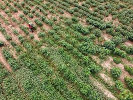 Farmers spray toxic pesticides or pesticides on agricultural plots. Weed control Industrial agriculture theme. Aerial photographs of drones photo