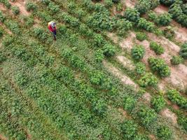 Farmers spray toxic pesticides or pesticides on agricultural plots. Weed control Industrial agriculture theme. Aerial photographs of drones photo
