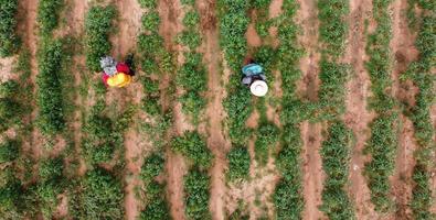 Farmers spray toxic pesticides or pesticides on agricultural plots. Weed control Industrial agriculture theme. Aerial photographs of drones photo