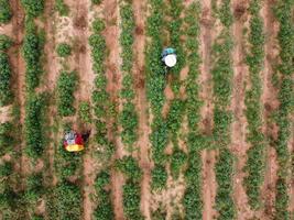 Farmers spray toxic pesticides or pesticides on agricultural plots. Weed control Industrial agriculture theme. Aerial photographs of drones photo