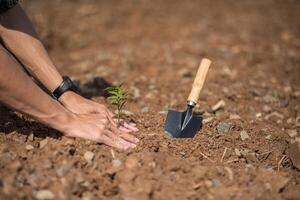 Men plant trees in the soil to conserve nature. photo