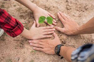 Men and women help grow trees. photo