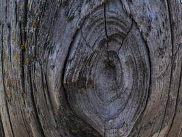 Dry tree trunk. wood texture photo