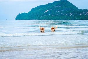 Perro golden retriever relajante, jugando en el mar por jubilación o jubilado