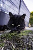 Street abandoned cats photo