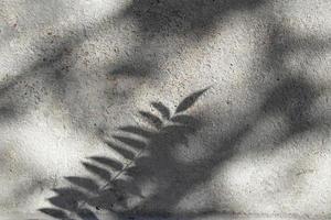 sombras de ramitas de plantas en la pared de hormigón en un día soleado. fondo creativo de la naturaleza foto