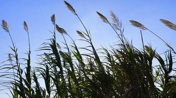 plante juncos ao vento video