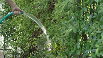Watering tree. Woman arms are using water spraying hoses. video