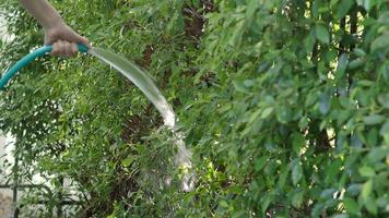 arbre d'arrosage. les bras de la femme utilisent des tuyaux de pulvérisation d'eau. video