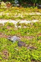 Mexican iguana lies on green grass nature forest of Mexico. photo