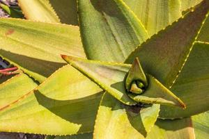 Aloe Vera cactus plant, Cape Town, South Africa. photo