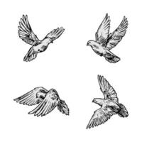Pigeon flying vector set, editable