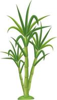 Sugarcane  plant, Ganna isolated vector