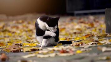 gato callejero se lame las patas y se limpia durante video