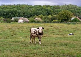 fotografía sobre el tema hermosa gran vaca lechera foto