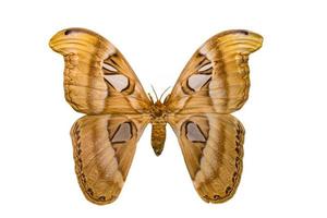 Polilla atlas mariposa gigante aislado sobre fondo blanco.