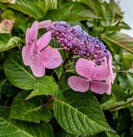 small hydrangea flower petals and green leaves photo